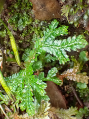 Selaginella doederleinii