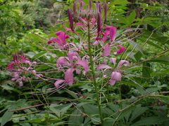 Cleome houtteana