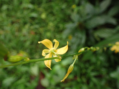 Echeandia reflexa