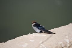 Hirundo smithii