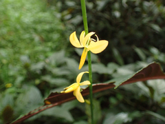 Echeandia reflexa