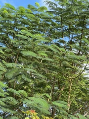 Delonix regia