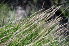 Sporobolus virginicus