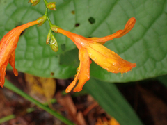 Crocosmia