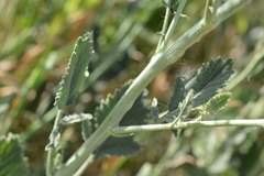 Hirschfeldia incana