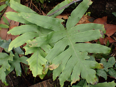 Phlebodium pseudoaureum