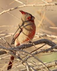 Cardinalis sinuatus