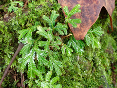 Selaginella delicatula