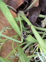 Bagrada hilaris