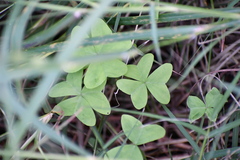 Oxalis drummondii