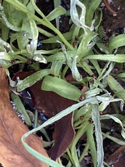 Bagrada hilaris
