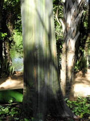 Calycophyllum spruceanum