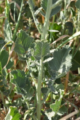 Hirschfeldia incana