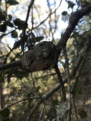 Callirhytis quercussuttoni