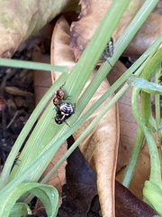Bagrada hilaris