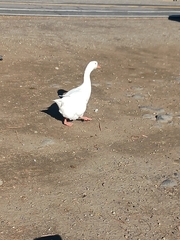 Anser anser domesticus