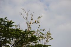 Gymnomystax mexicanus
