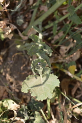 Hirschfeldia incana