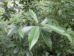 Eriobotrya japonica