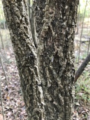 Ulmus alata