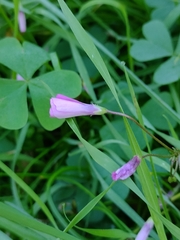 Oxalis articulata