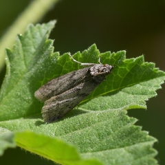 Ectomyelois ceratoniae