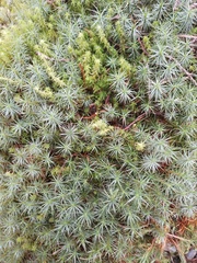 Polytrichastrum alpinum
