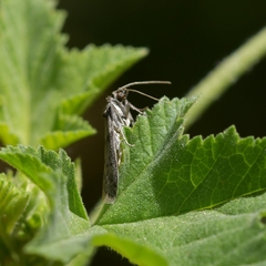 Ectomyelois ceratoniae