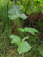 Xanthosoma robustum
