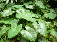 Xanthosoma robustum