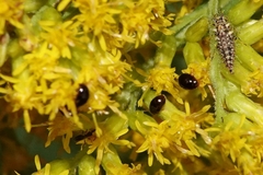 Olibrus semistriatus