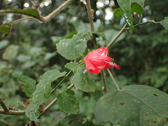 Hibisceae