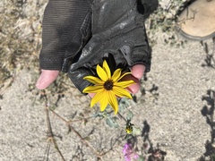 Helianthus petiolaris canescens