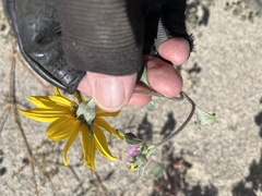 Helianthus petiolaris canescens