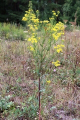 Jacobaea vulgaris
