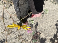 Helianthus petiolaris canescens