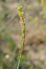 Rapistrum rugosum