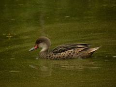 Anas bahamensis galapagensis