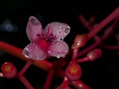 Medinilla speciosa