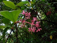 Medinilla speciosa