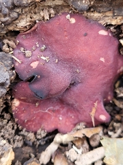 Ascocoryne cylichnium