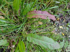 Rumex pulcher