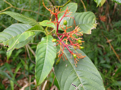 Palicourea padifolia