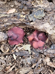 Ascocoryne cylichnium