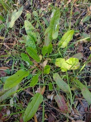 Rumex pulcher