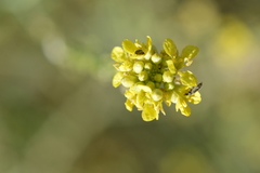 Rapistrum rugosum