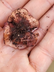 Ascocoryne cylichnium