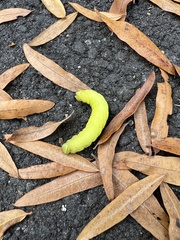 Paonias excaecata
