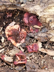 Ascocoryne cylichnium