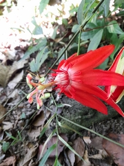 Passiflora vitifolia
